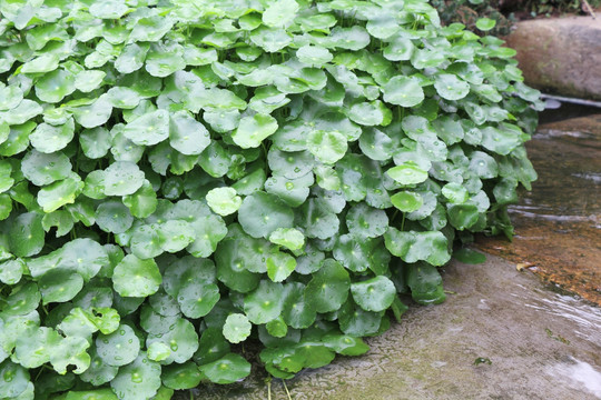 铜钱草 金钱草