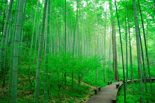 竹林竹子云栖竹径小路