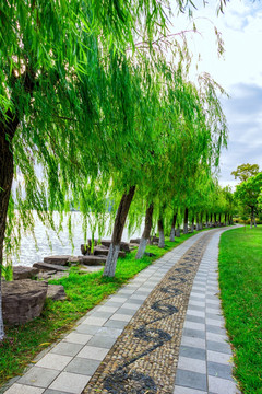杨柳步道 公园绿色道路