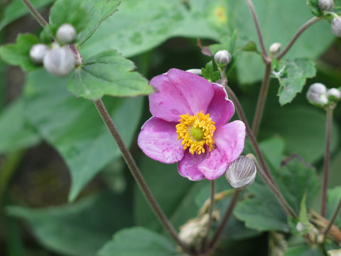 野棉花