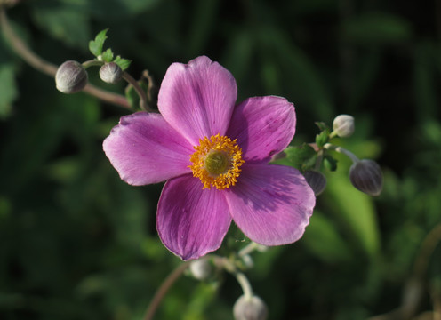 野棉花