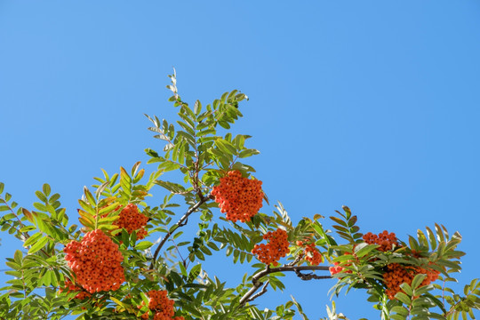 花秋树果实