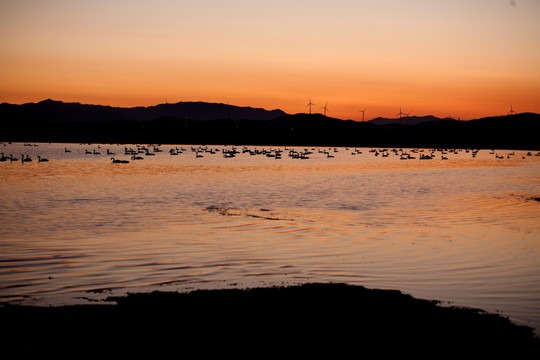夕阳下的天鹅 风车 鸟类