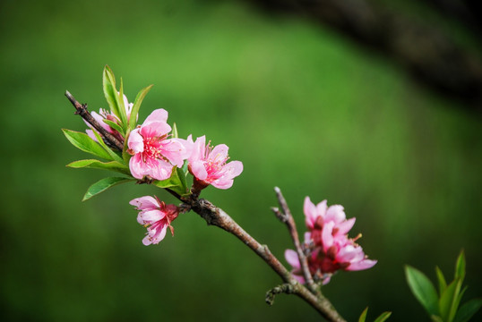 桃花