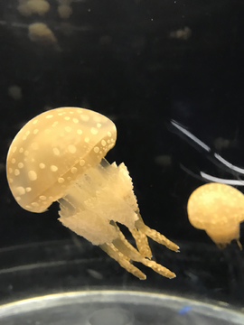 水母飘逸海洋动物