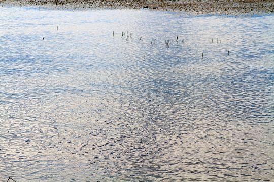 云南大理 洱海湿地风光