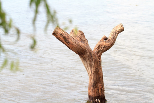 大理 洱海风光 枯树