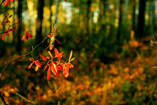 秋季森林红叶