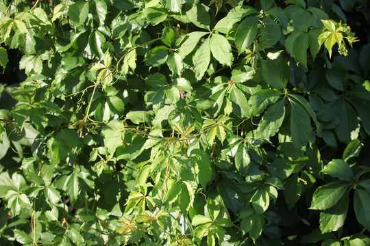 爬山虎 植物墙