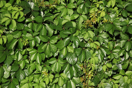 爬山虎 植物墙 野藤