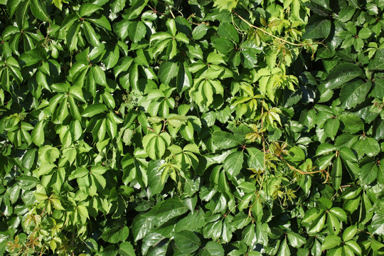 爬山虎 植物墙 野藤 滕蔓 藤