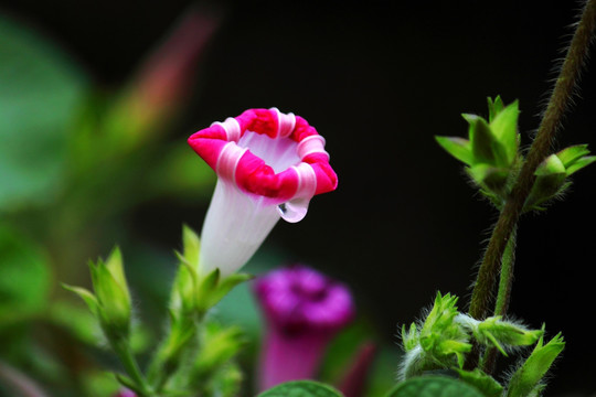 牵牛花