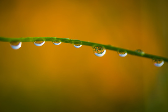 露珠 格桑花