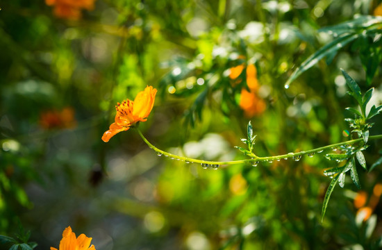 格桑花