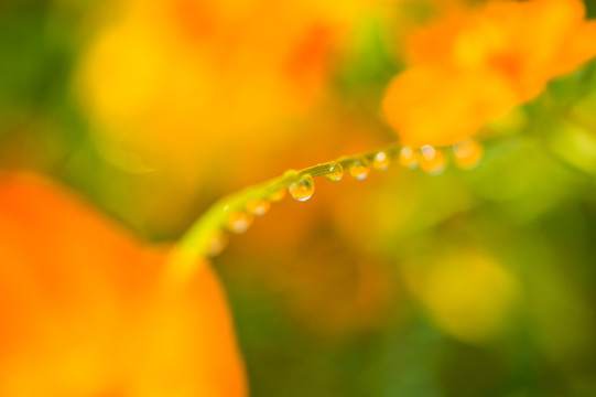 露水 格桑花