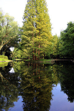 公园池杉树
