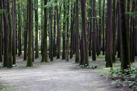 池杉林