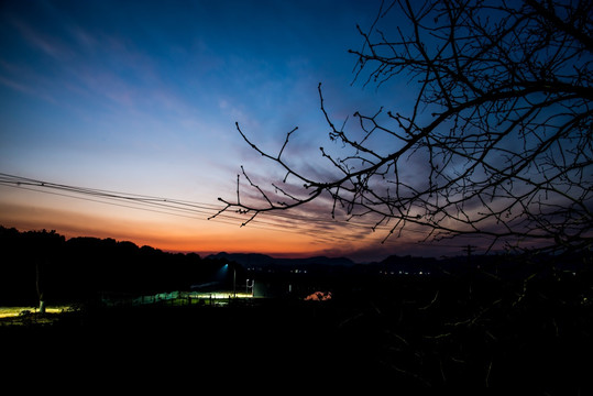 夕阳树枝剪影