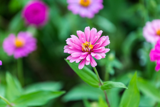 百日菊