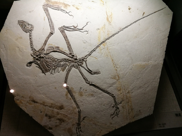 鸟龙化石