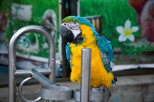動物園鸚鵡