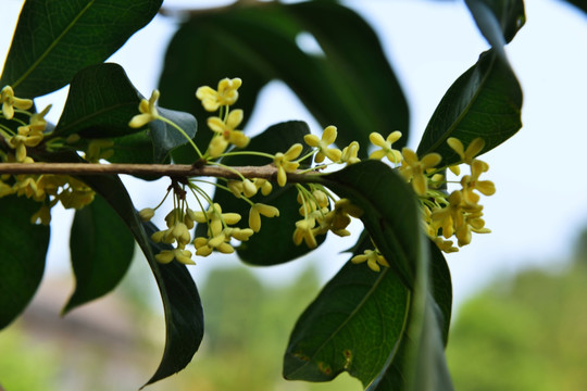 桂花