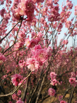 粉色桃花