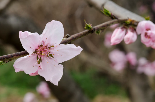 高清桃花