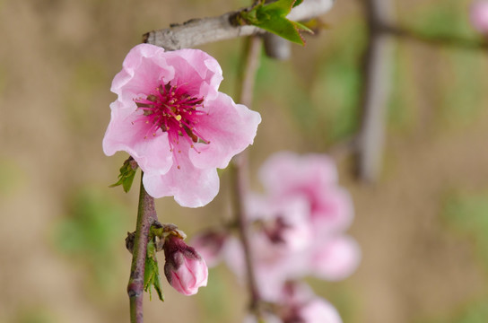 桃花特写