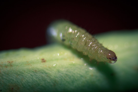 大青虫 菜虫 显微摄影