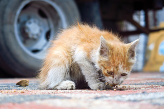 小野猫 流浪猫