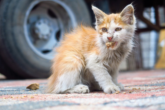 小野猫 流浪猫