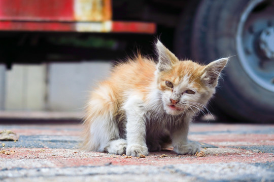 小野猫 流浪猫