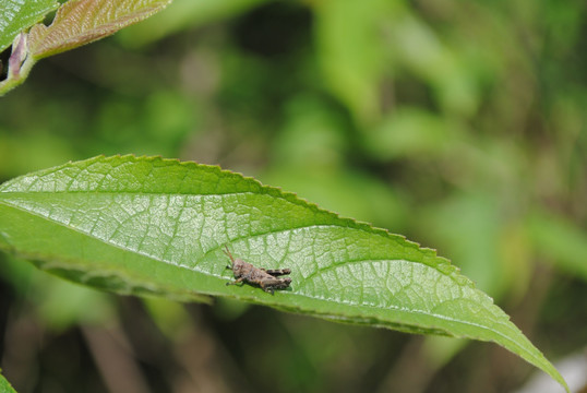 植物昆虫摄影