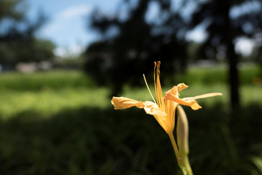 宣花