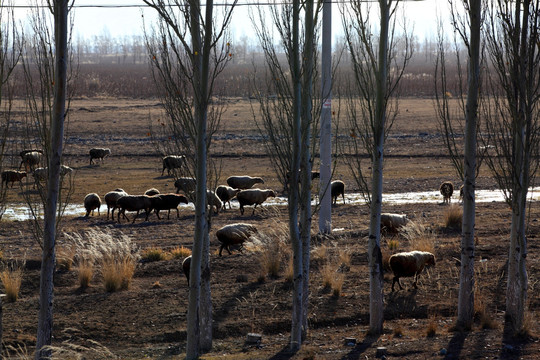 新疆风光 放牧放羊 羊群