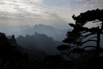 高山古松