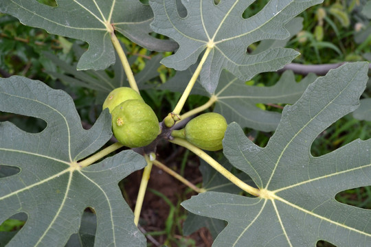 无花果 无花果叶 无花果图片