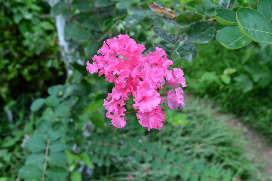 百日红 花