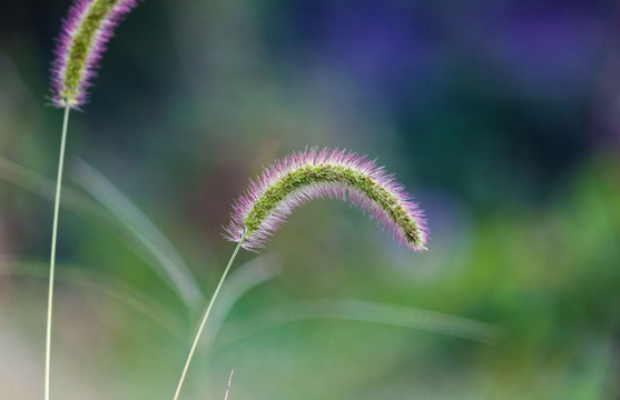 狗尾草