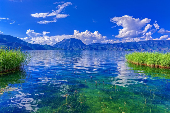 水草 泸沽湖