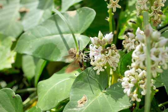 昆虫 采蜜