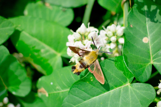 昆虫 采蜜