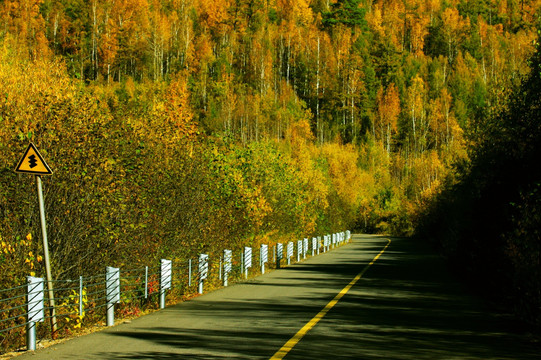 秋季森林道路