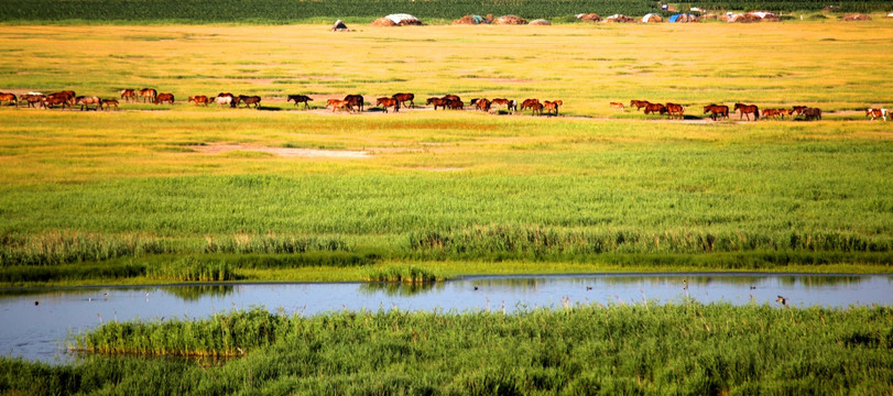 草原 湿地 河流 放牧 马