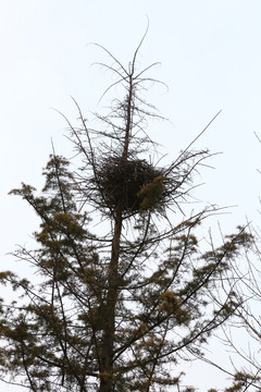 冬日里树枝头的鸟巢