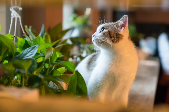 一只仰望窗外风景的猫