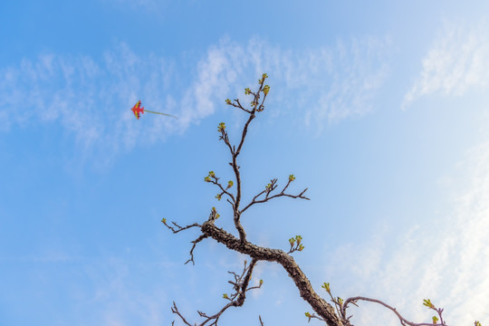 早春梨树 天空