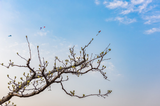 早春梨树 天空