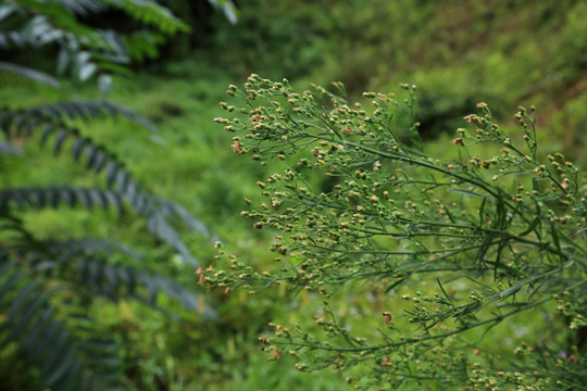 青草